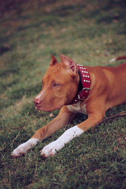 The "Star" Set- collar & leash
