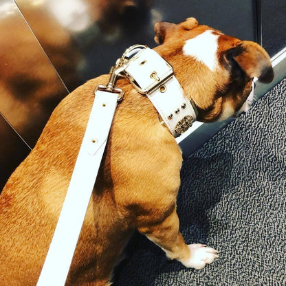 The "Maximus" leash white & gold