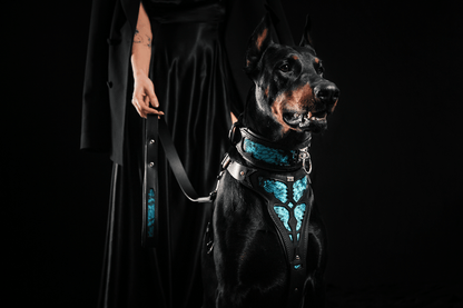 The ''Morelia Python'' collar