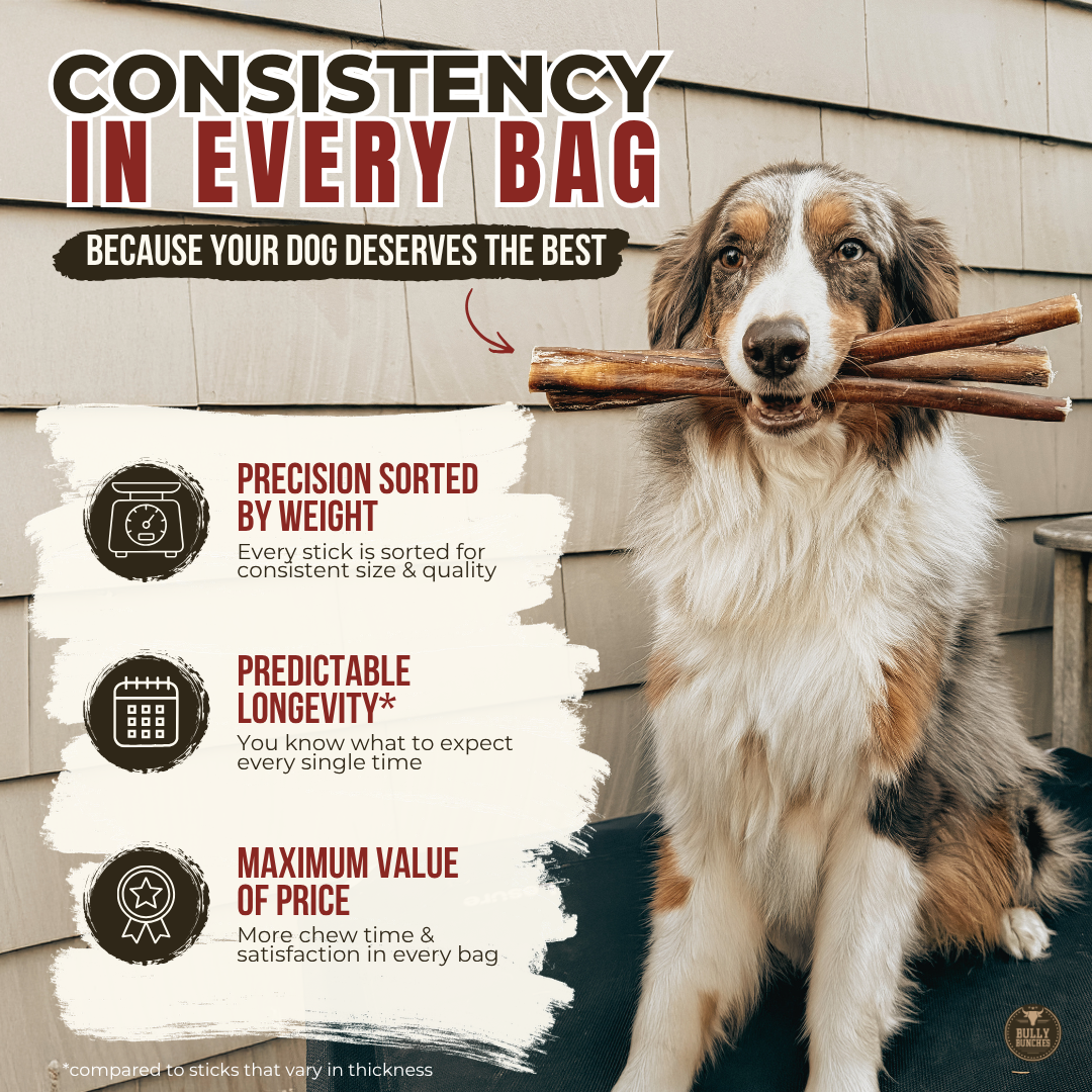 12 Inch Monster Bully Stick