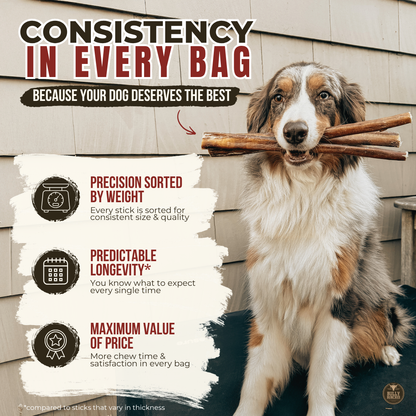 12 Inch Monster Bully Stick