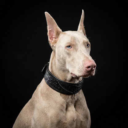 The "Korona" collar BLACK EDITION