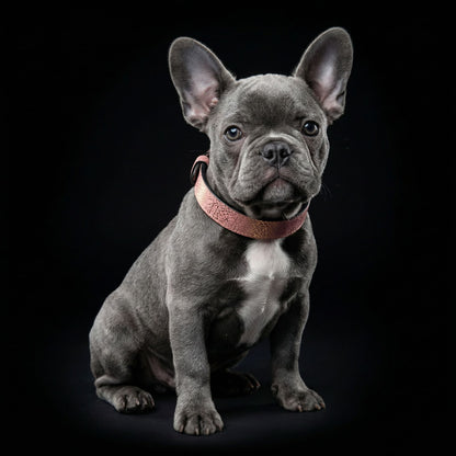 The ''Nostalgia Rose'' puppy collar
